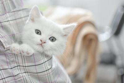 白色的短毛猫
